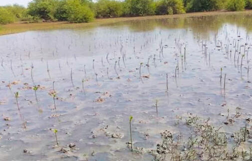 Mangrove planting campaign 2024 Mangrove planting campaign 2024